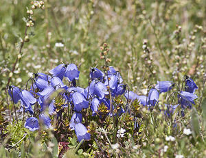 Campanula cochleariifolia (Campanulaceae)  - Campanule à feuilles de cranson, Campanule à feuilles de cochléaire, Campanule à feuilles de raifort - Fairy's-thimble Viege [Suisse] 25/07/2007 - 2130m