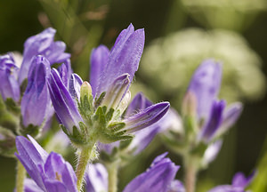 Campanula spicata (Campanulaceae)  - Campanule en épi Conches [Suisse] 24/07/2007 - 1380m