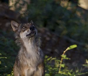 Canis lupus Loup gris, Loup