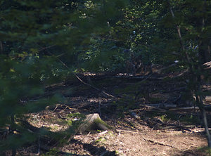 Canis lupus (Canidae)  - Loup gris, Loup Landkreis Regen [Allemagne] 15/07/2007 - 680m photographie faite en 