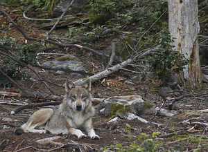 Canis lupus (Canidae)  - Loup gris, Loup Landkreis Regen [Allemagne] 15/07/2007 - 680m photographie faite en 