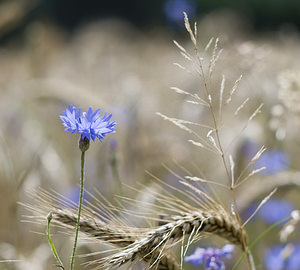 Cyanus segetum (Asteraceae)  - Bleuet des moissons, Bleuet, Barbeau - Cornflower Landkreis Regen [Allemagne] 10/07/2007 - 680m