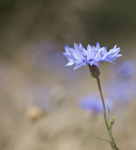 Cyanus segetum (Asteraceae)  - Bleuet des moissons, Bleuet, Barbeau - Cornflower Landkreis Regen [Allemagne] 10/07/2007 - 680m