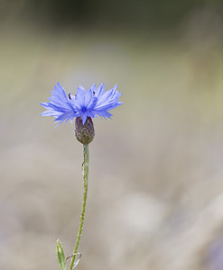 Cyanus segetum (Asteraceae)  - Bleuet des moissons, Bleuet, Barbeau - Cornflower Landkreis Regen [Allemagne] 10/07/2007 - 680m