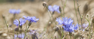 Cyanus segetum (Asteraceae)  - Bleuet des moissons, Bleuet, Barbeau - Cornflower Landkreis Regen [Allemagne] 10/07/2007 - 680m