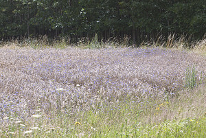 Cyanus segetum (Asteraceae)  - Bleuet des moissons, Bleuet, Barbeau - Cornflower Landkreis Regen [Allemagne] 10/07/2007 - 680m