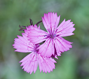 Dianthus caryophyllus (Caryophyllaceae)  - oeillet caryophyllé, oeillet des fleuristes, oeillet giroflée - Clove Pink Conches [Suisse] 24/07/2007 - 1380m