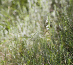 Goodyera repens (Orchidaceae)  - Goodyère rampante - Creeping Lady's-tresses [Goodyera repens] Surselva [Suisse] 22/07/2007 - 680m