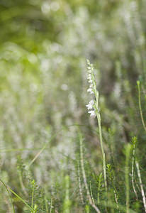 Goodyera repens (Orchidaceae)  - Goodyère rampante - Creeping Lady's-tresses [Goodyera repens] Surselva [Suisse] 22/07/2007 - 680m