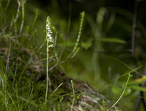 Goodyera repens (Orchidaceae)  - Goodyère rampante - Creeping Lady's-tresses [Goodyera repens] Surselva [Suisse] 22/07/2007 - 680m