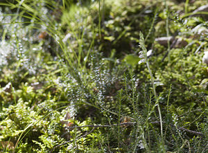 Goodyera repens (Orchidaceae)  - Goodyère rampante - Creeping Lady's-tresses [Goodyera repens] Surselva [Suisse] 22/07/2007 - 680m