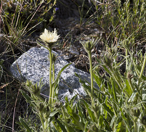 Hieracium intybaceum (Asteraceae)  - Épervière chicorée, Épervière à feuilles de chicorée Region Engiadina Bassa/Val Mustair [Suisse] 21/07/2007 - 2070m