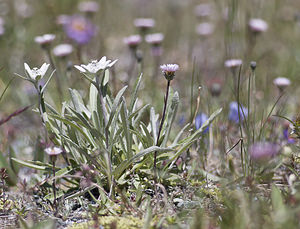 Leontopodium nivale (Asteraceae)  - Édelweiss des neiges - Edelweiss Viege [Suisse] 25/07/2007 - 2130m
