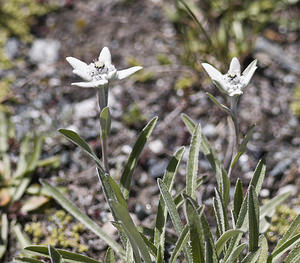 Leontopodium nivale (Asteraceae)  - Édelweiss des neiges - Edelweiss Viege [Suisse] 25/07/2007 - 2130m