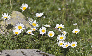 Leucanthemopsis alpina (Asteraceae)  - Marguerite des Alpes, Leucanthémopsis des Alpes, Fausse marguerite des Alpes Region Engiadina Bassa/Val Mustair [Suisse] 21/07/2007 - 2070m