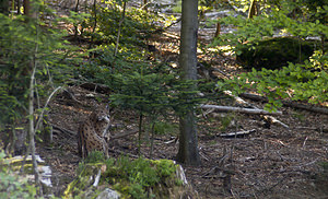 Lynx lynx (Felidae)  - Lynx boréal Landkreis Regen [Allemagne] 15/07/2007 - 680m photographie faite en 