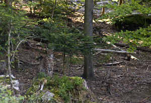 Lynx lynx (Felidae)  - Lynx boréal Landkreis Regen [Allemagne] 15/07/2007 - 680m photographie faite en 