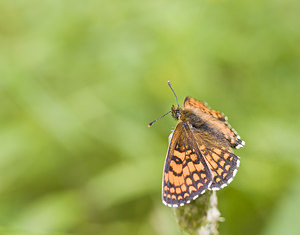 Melitaea athalia (Nymphalidae)  - Mélitée du Mélampyre, Damier Athalie - Heath Fritillary Conches [Suisse] 24/07/2007 - 1380m