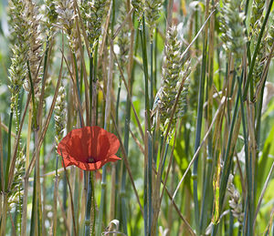 Papaver rhoeas (Papaveraceae)  - Coquelicot, Grand coquelicot, Pavot coquelicot - Common Poppy Pas-de-Calais [France] 01/07/2007 - 100m