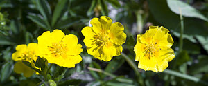 Potentilla aurea (Rosaceae)  - Potentille dorée Region Engiadina Bassa/Val Mustair [Suisse] 21/07/2007 - 2070m