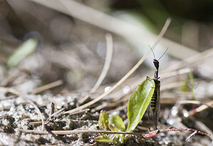 Raphidia  (Raphidiidae)  Viege [Suisse] 25/07/2007 - 2010m