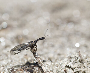 Raphidia  (Raphidiidae)  Viege [Suisse] 25/07/2007 - 2010m