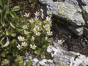 Saxifraga bryoides (Saxifragaceae)  - Saxifrage faux bryum, Saxifrage d'Auvergne Region Engiadina Bassa/Val Mustair [Suisse] 21/07/2007 - 2070m