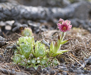 Sempervivum arachnoideum (Crassulaceae)  - Joubarbe toile-d'araignée - Cobweb House-leek Viege [Suisse] 25/07/2007 - 2010m