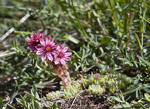 Sempervivum arachnoideum (Crassulaceae)  - Joubarbe toile-d'araignée - Cobweb House-leek Viege [Suisse] 25/07/2007 - 2010m