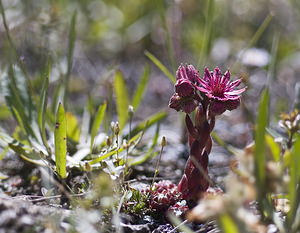 Sempervivum arachnoideum (Crassulaceae)  - Joubarbe toile-d'araignée - Cobweb House-leek Viege [Suisse] 25/07/2007 - 2130m