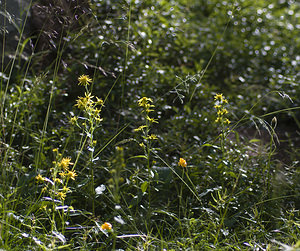 Solidago virgaurea (Asteraceae)  - Solidage verge-d'or, Herbe des Juifs, Verge-d'or - Goldenrod Viege [Suisse] 25/07/2007 - 2010m