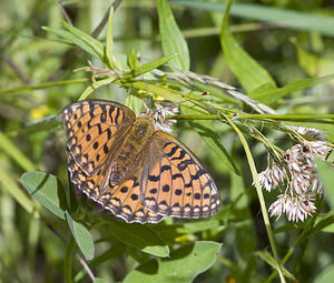 Speyeria aglaja (Nymphalidae)  - Grand Nacré, Aglaé, Moyen-Nacré - Dark Green Fritillary Conches [Suisse] 24/07/2007 - 1380m