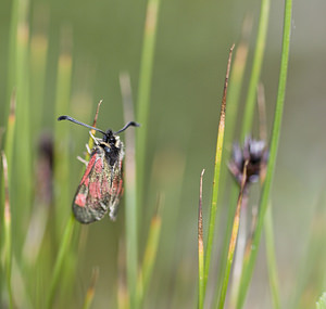 Zygaena exulans (Zygaenidae)  - Zygène des sommets, Zygène des alpages - Scotch Burnet Sierre [Suisse] 25/07/2007 - 2270m