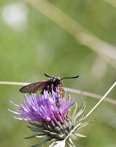 Zygaena exulans (Zygaenidae)  - Zygène des sommets, Zygène des alpages - Scotch Burnet Sierre [Suisse] 26/07/2007 - 2270m