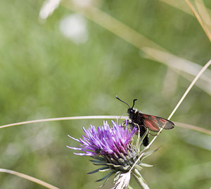 Zygaena exulans (Zygaenidae)  - Zygène des sommets, Zygène des alpages - Scotch Burnet Sierre [Suisse] 26/07/2007 - 2270m