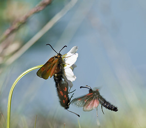 Zygaena exulans Zygène des sommets, Zygène des alpages Scotch Burnet