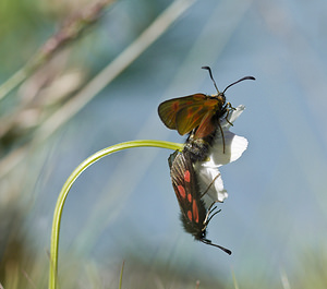 Zygaena exulans (Zygaenidae)  - Zygène des sommets, Zygène des alpages - Scotch Burnet Sierre [Suisse] 26/07/2007 - 2270m