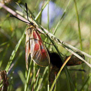 Zygaena exulans (Zygaenidae)  - Zygène des sommets, Zygène des alpages - Scotch Burnet Sierre [Suisse] 26/07/2007 - 2270m