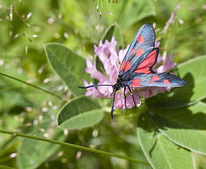 Zygaena trifolii (Zygaenidae)  - Zygène des prés, Zygène des Cornettes - Five-spot Burnet Conches [Suisse] 24/07/2007 - 1380m