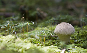 Calvatia excipuliformis (Lycoperdaceae)  Nord [France] 25/08/2007 - 210m