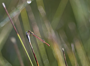 Ceriagrion tenellum (Coenagrionidae)  - Agrion délicat - Small Red Damselfly Marne [France] 04/08/2007 - 100m