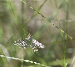 Chiasmia clathrata (Geometridae)  - Réseau, Géomètre à barreaux Marne [France] 04/08/2007 - 110m