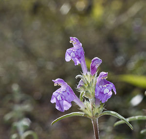 Galeopsis angustifolia (Lamiaceae)  - Galéopsis à feuilles étroites, Filasse bâtarde, Galéopse à feuilles étroites - Red Hemp-nettle Marne [France] 04/08/2007 - 160m