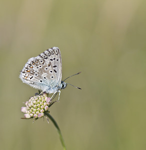 Lysandra coridon (Lycaenidae)  - Argus bleu-nacré - Chalk-hill Blue Marne [France] 04/08/2007 - 160m