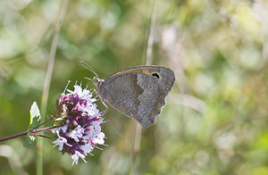 Maniola jurtina (Nymphalidae)  - Myrtil, Myrtile, Jurtine, Janire - Meadow Brown Marne [France] 04/08/2007 - 160m