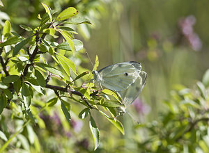 Pieris rapae (Pieridae)  - Piéride de la Rave, Petit Blanc du Chou, Petite Piéride du Chou - Small White Marne [France] 04/08/2007 - 160m