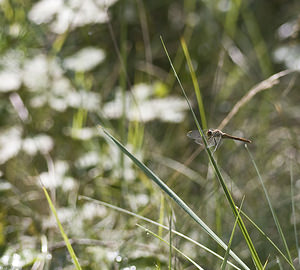 Sympetrum sanguineum (Libellulidae)  - Sympétrum sanguin, Sympétrum rouge sang - Ruddy Darter Marne [France] 04/08/2007 - 110m