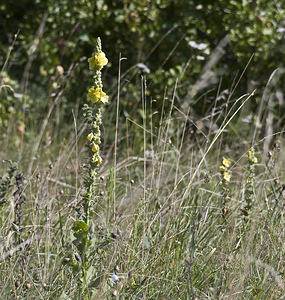 Verbascum thapsus (Scrophulariaceae)  - Molène bouillon-blanc, Herbe-de-saint-Fiacre, Bouillon-blanc - Great Mullein Marne [France] 04/08/2007 - 110m