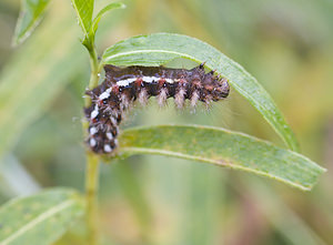 Acronicta rumicis (Noctuidae)  - Noctuelle de la Patience - Knot Grass [moth] Marne [France] 16/09/2007 - 180m