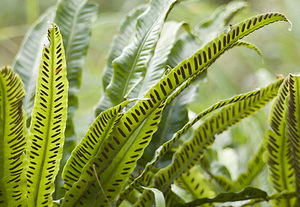 Asplenium scolopendrium (Aspleniaceae)  - Doradille scolopendre, Scolopendre, Scolopendre officinale, Langue-de-cerf - Hart's-tongue Marne [France] 15/09/2007 - 230m